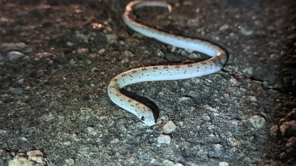 Spotted leaf-nosed snake (Phyllorhynchus decurtatus)