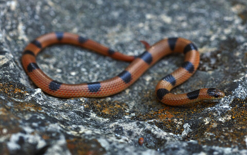Western ground snake (Sonora semiannulata)