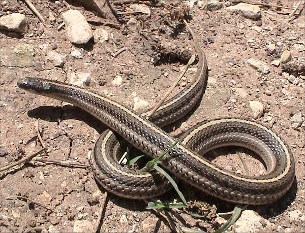 Lined snake (Tropidoclonion lineatum)