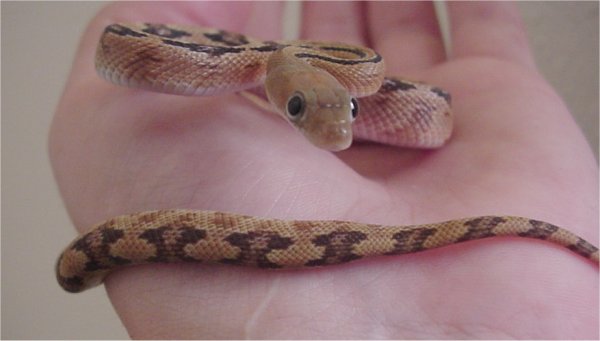 Trans-Pecos rat snake (Bogertophis subocularis)
