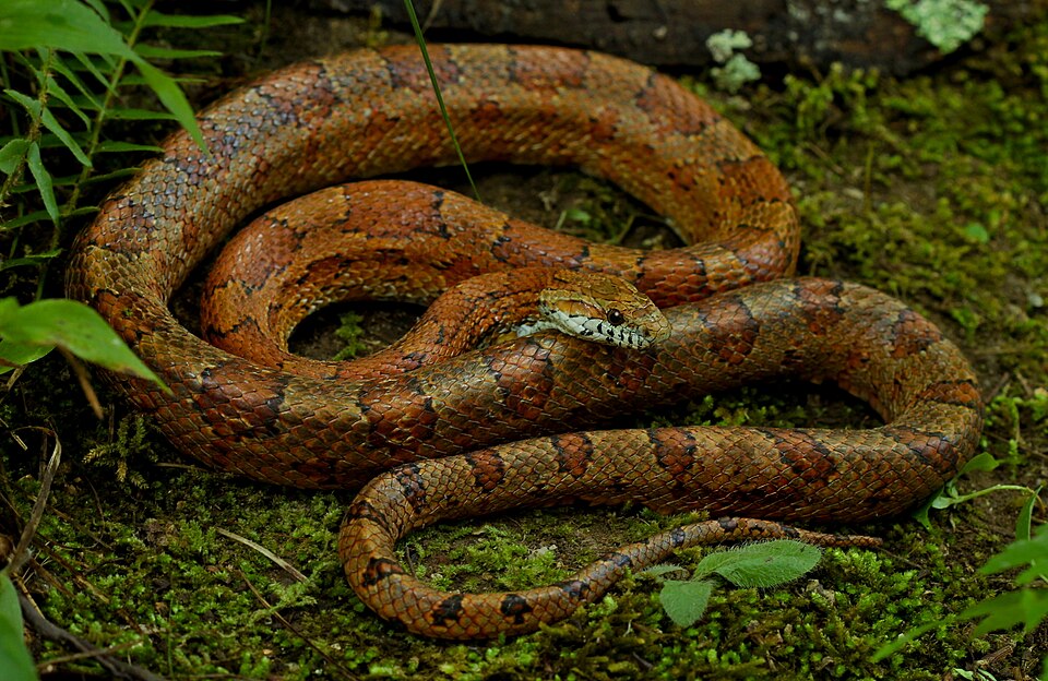 Corn snake (Pantherophis guttatus)