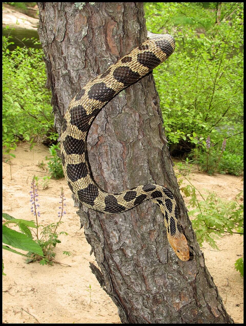 Eastern fox snake (Pantherophis vulpinus)