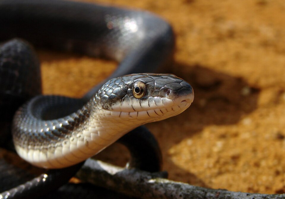 Western rat snake (Pantherophis obsoletus)