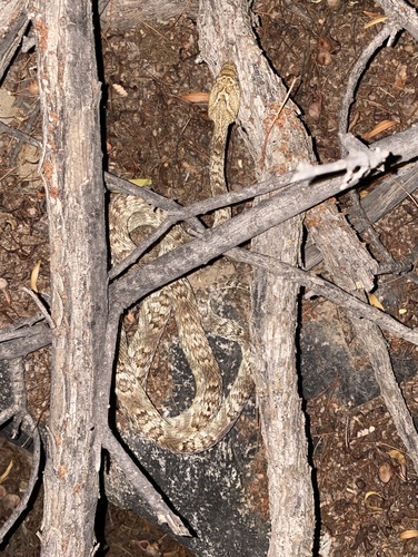Sonoran lyre snake (Trimorphodon lambda)