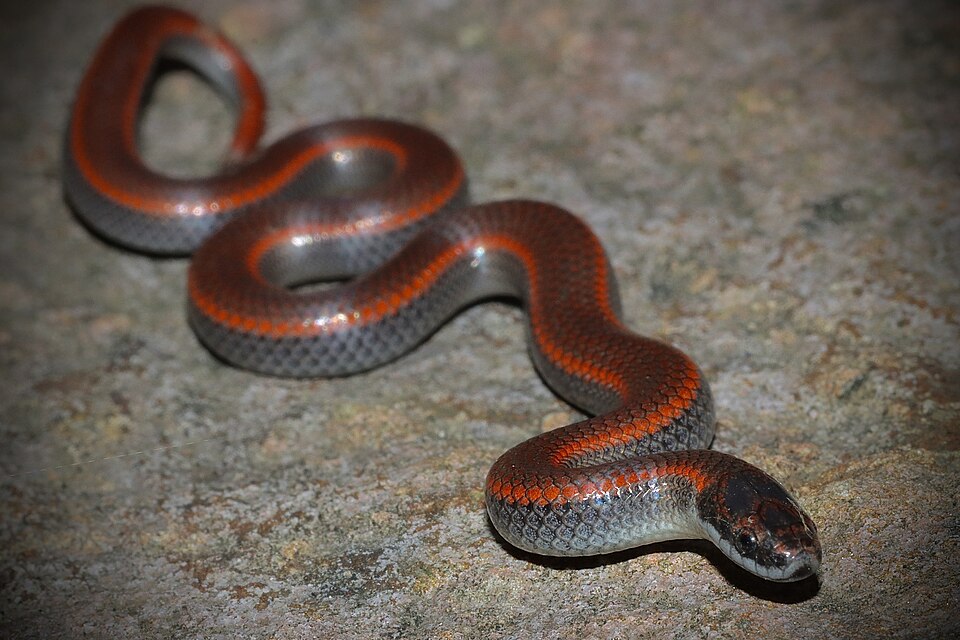 Sharp-tailed snake (Contia tenuis)