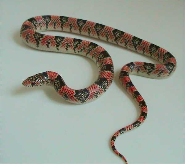 Long-nosed snake (Rhinocheilus lecontei)