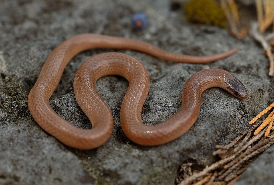 Flathead snake (Tantilla gracilis)