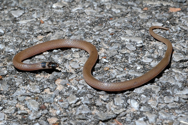 Southeastern crown snake (Tantilla coronata)