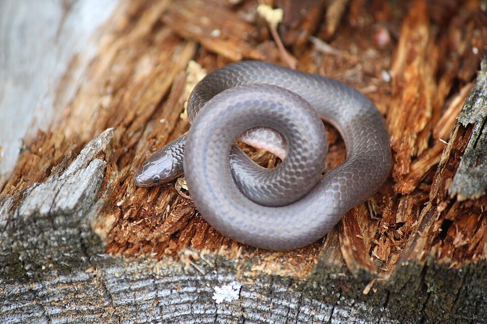 Eastern wormsnake (Carphophis amoenus)