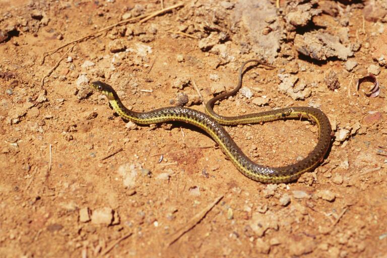 Two-striped garter snake (Thamnophis hammondii)