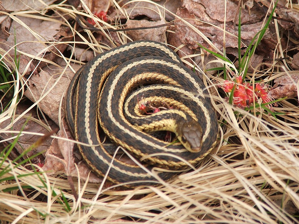 Butler's garter snake (Thamnophis butleri)
