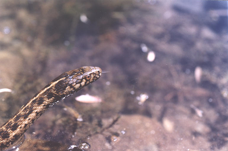 Western aquatic garter snake (Thamnophis couchii)