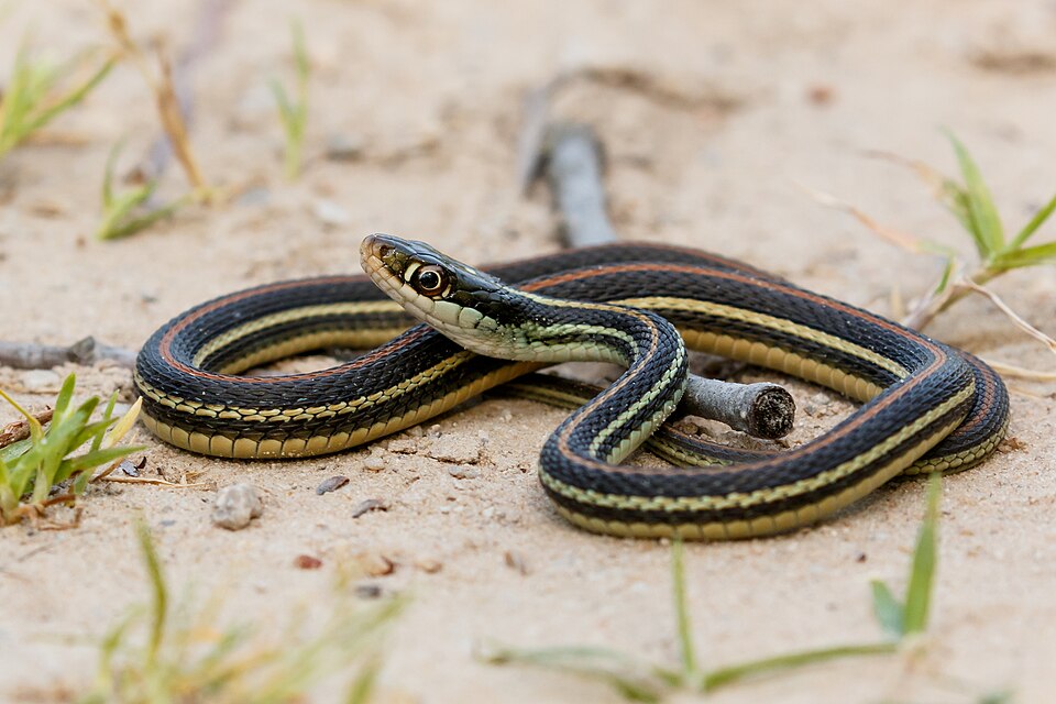 Western ribbon snake (Thamnophis proximus)