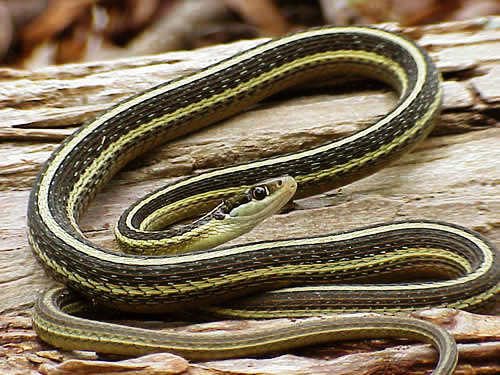 Eastern ribbonsnake (Thamnophis saurita)