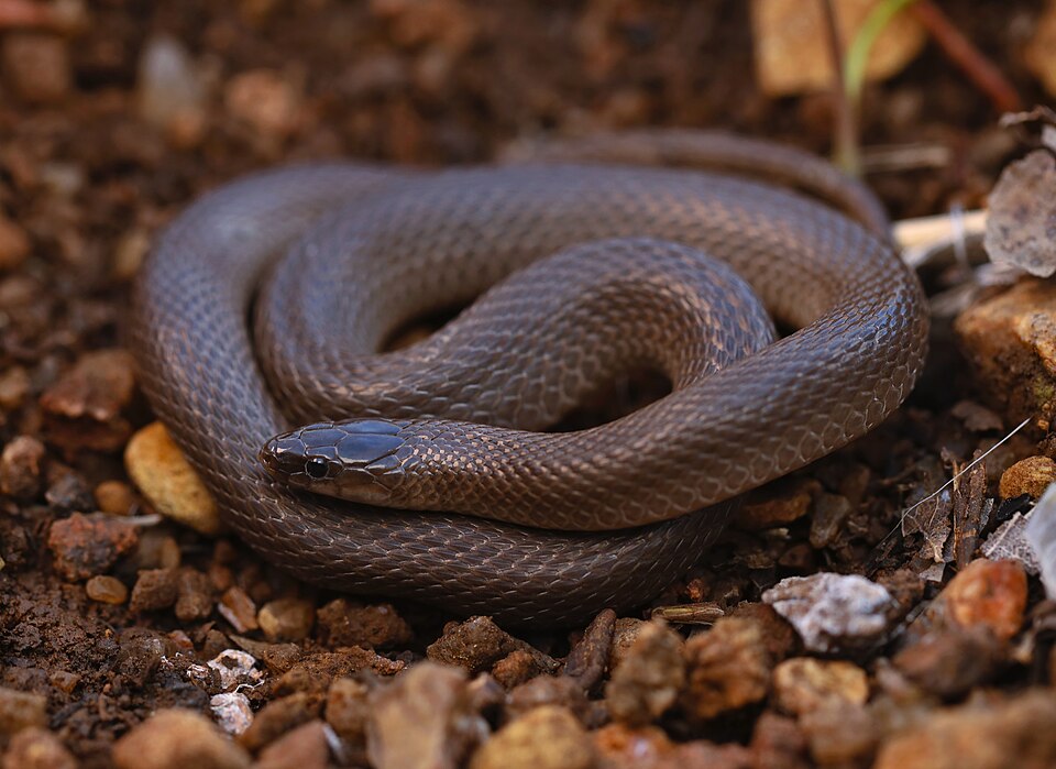 Rough earthsnake (Haldea striatula)