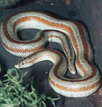Rosy boa (Lichanura trivirgata)
