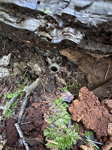 California turret spider (Atypoides riversi)