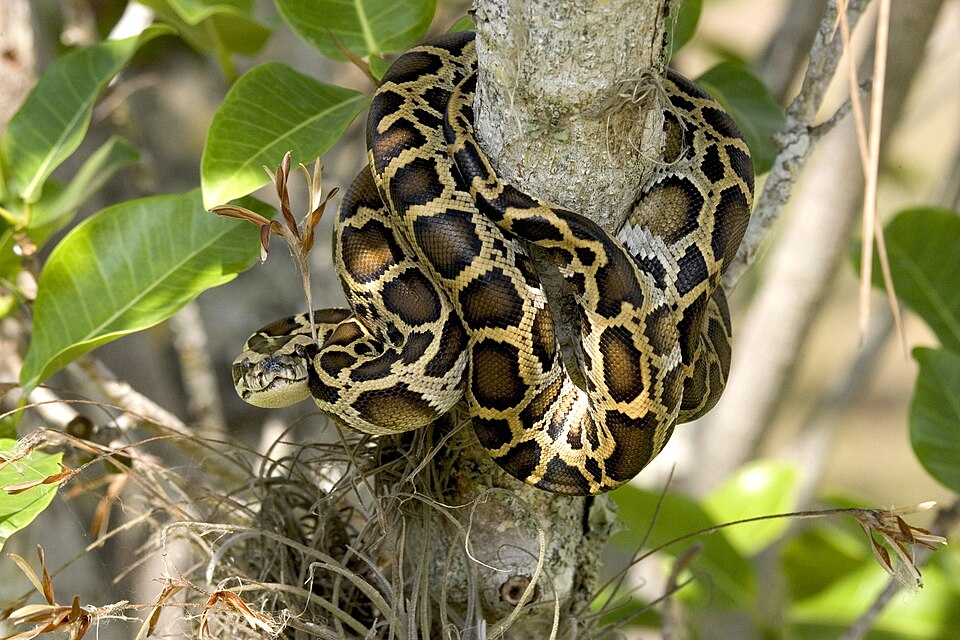 Burmese python (Python bivittatus)