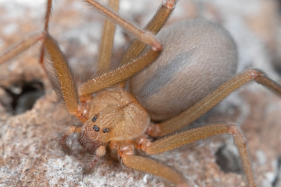 Desert recluse (Loxosceles deserta)