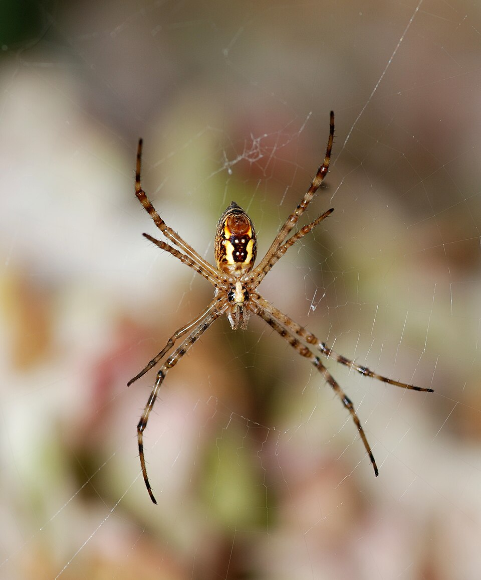 Banded garden spider (Argiope trifasciata)