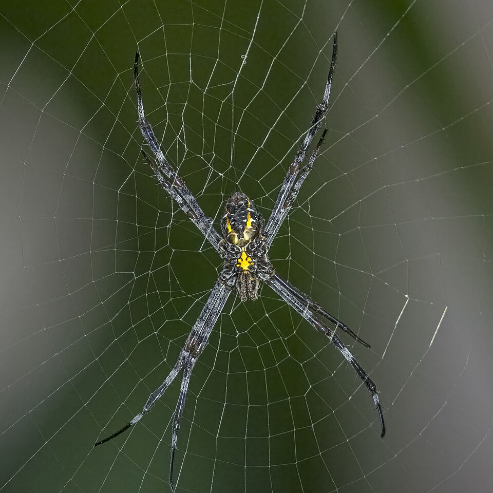 Banana spider (Argiope appensa)