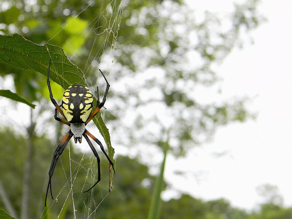 Black-and-yellow argiope (Argiope aurantia)