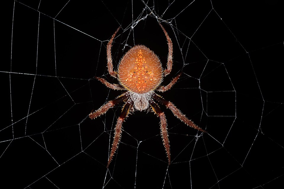 Tropical orb weaver (Eriophora ravilla)