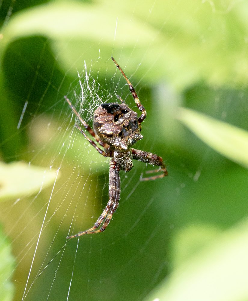 Heptagonal orbweaver (Gea heptagon)