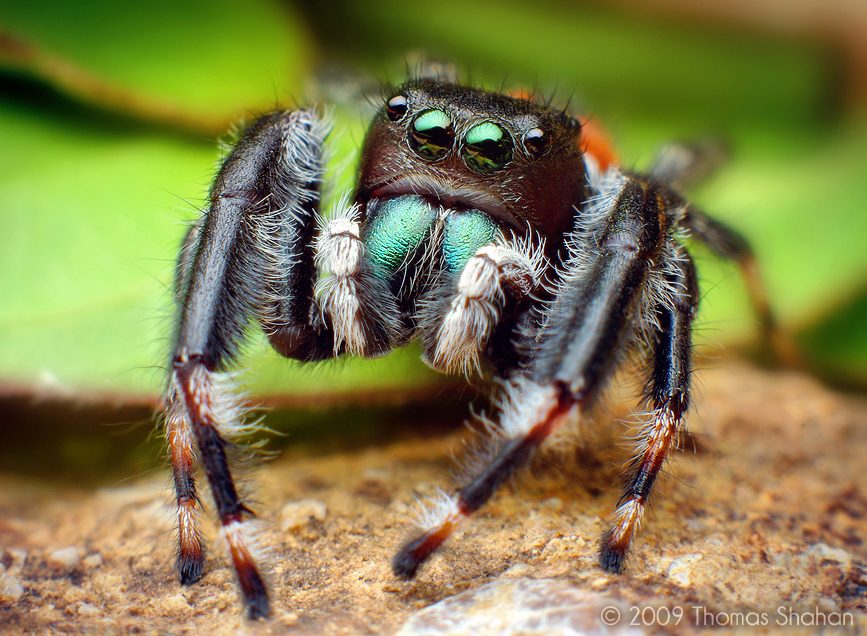 Brilliant jumping spider (Phidippus clarus)