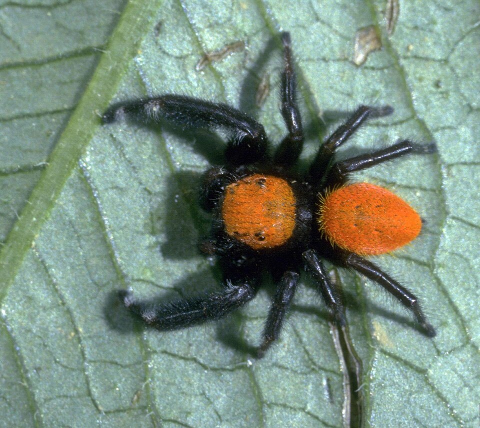 Apache jumping spider (Phidippus apacheanus)
