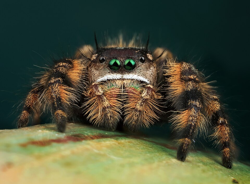 Canopy jumping spider (Phidippus otiosus)