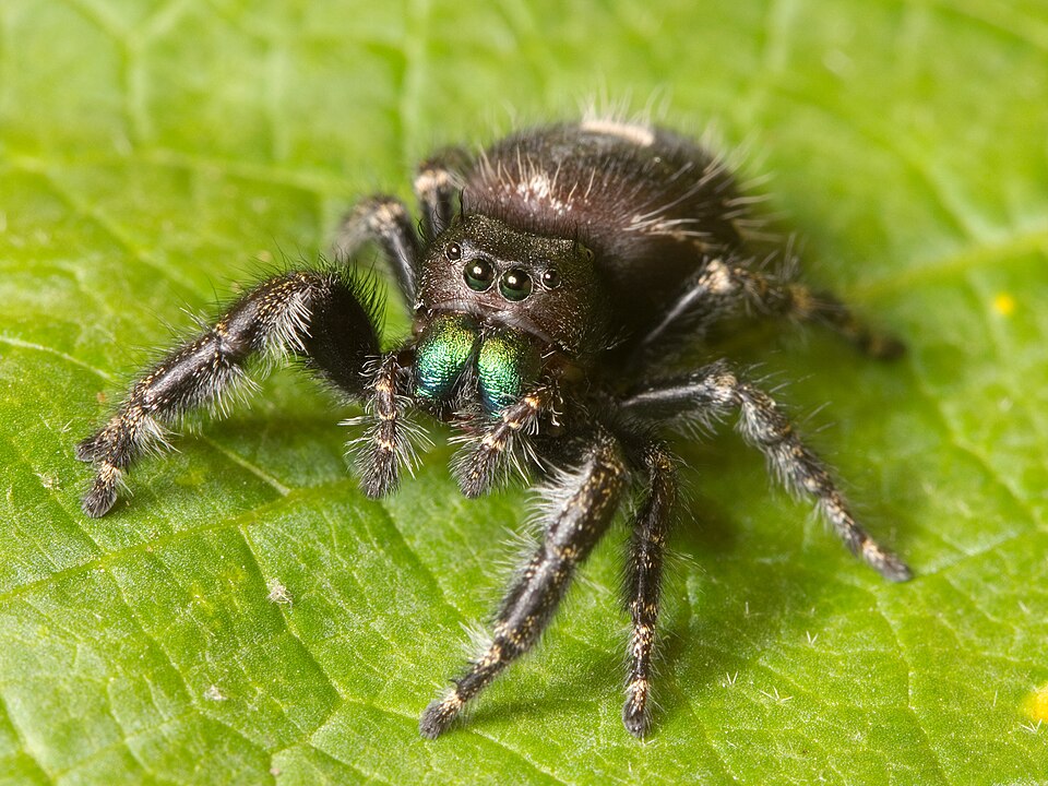 Bold jumper (Phidippus audax)