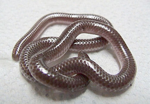 Texas blind snake (Rena dulcis)
