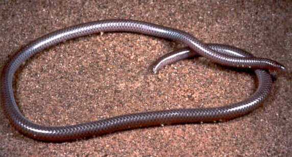 Western threadsnake (Rena humilis)