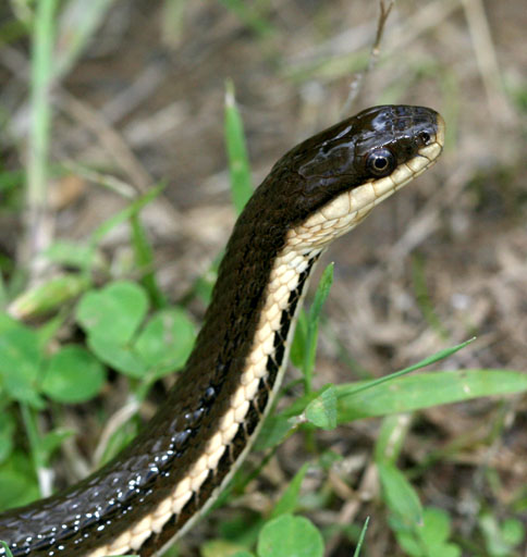 Queen snake (Regina septemvittata)