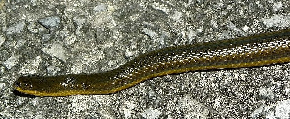 Striped crayfish snake (Liodytes alleni)