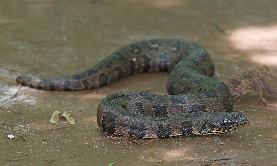 Brown water snake (Nerodia taxispilota)