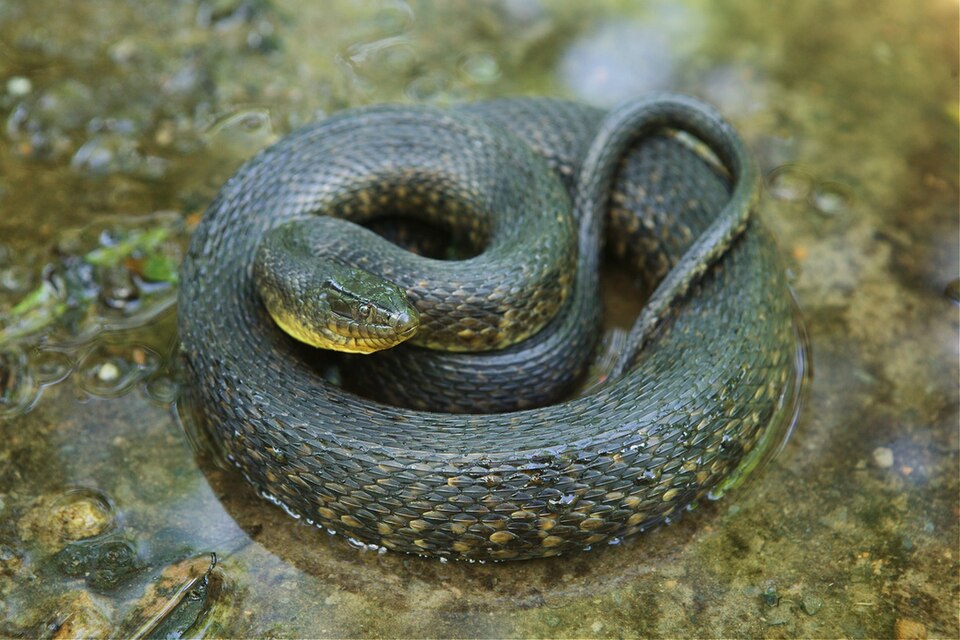 Green water snake (Nerodia cyclopion)