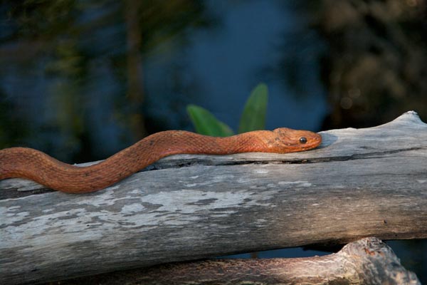 Salt marsh snake (Nerodia clarkii)