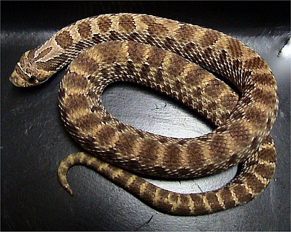 Plains hog-nosed snake (Heterodon nasicus)
