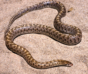 Glossy snake (Arizona elegans)