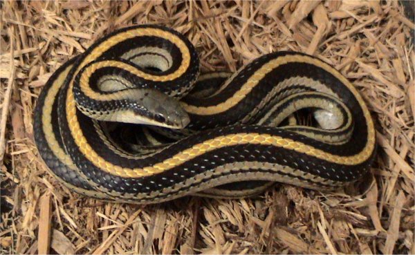 Eastern patch-nosed snake (Salvadora grahamiae)