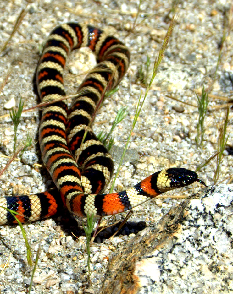 California mountain kingsnake (Lampropeltis zonata)