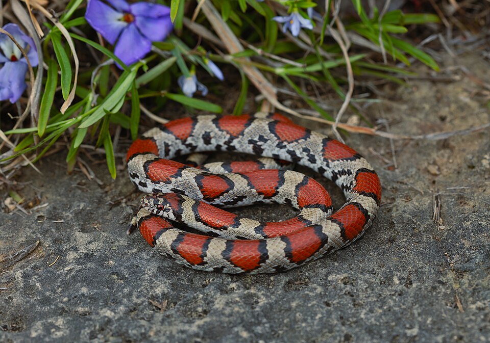 Eastern milksnake (Lampropeltis triangulum)