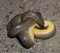 Northern rubber boa (Charina bottae)