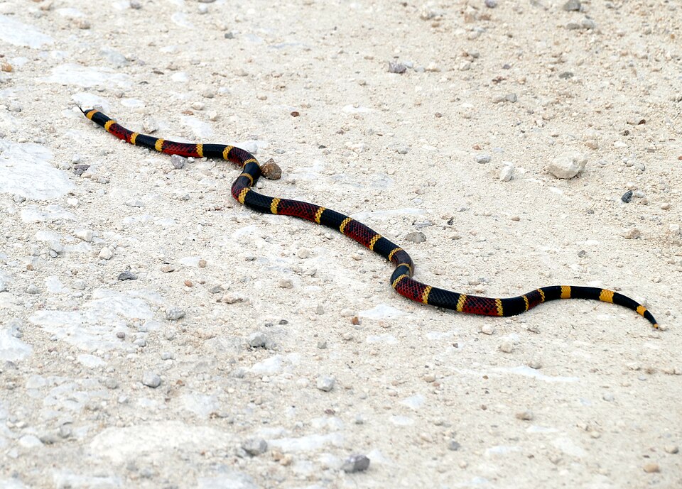 Texas coral snake (Micrurus tener)