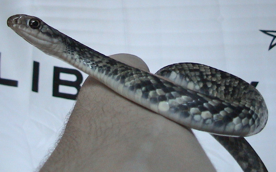 Eastern racer (Coluber constrictor)