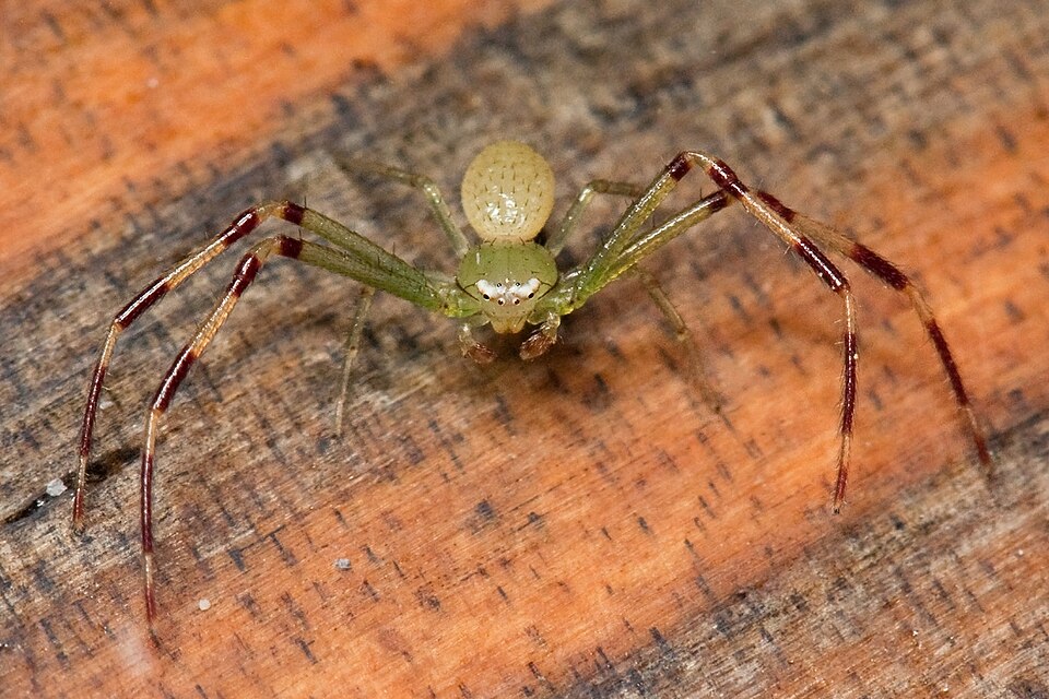 American green crab spider (Misumessus oblongus)
