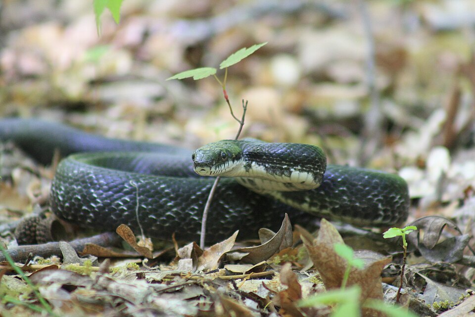 Eastern rat snake (Pantherophis alleghaniensis)