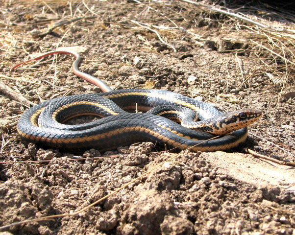 Striped racer (Masticophis lateralis)
